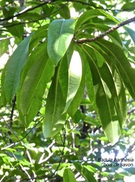 Badula barthesia .bois de savon. myrsinaceae.endémique Réunion.P1780500
