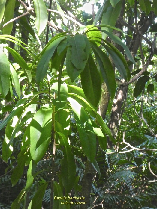 Badula barthesia. bois de savon.myrsinaceae.endémique Réunion.P1780496