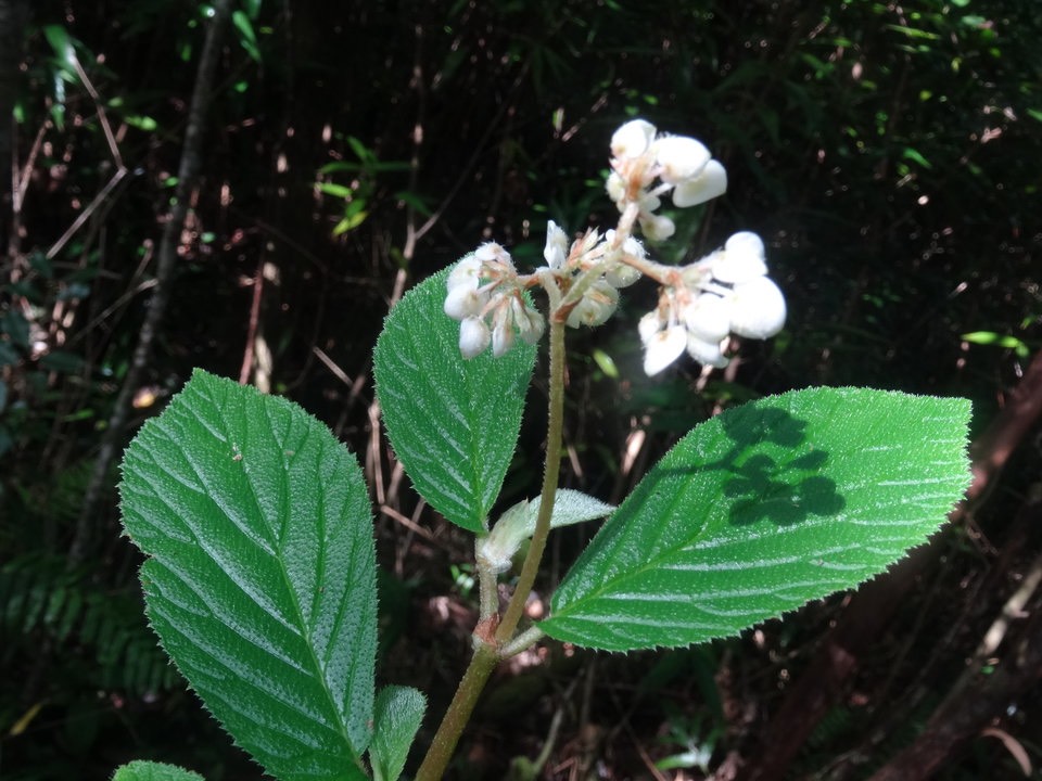 Begonia ulmifolia ("à feuille d'orme") - BEGONIACEAE - Amérique du Sud - DSC01259