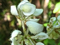 Begonia ulmifolia .begoniaceae.exotique naturalisée à la Réunion.P1780483