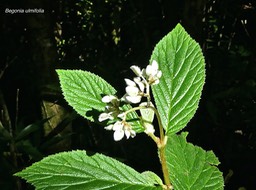 Begonia ulmifolia. begoniaceae.exotique naturalisée.P1780478