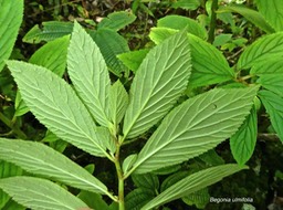 Begonia ulmifolia .(feuilles face inférieure.).begoniaceae. exotique naturalisée à la Réunion.P1780488