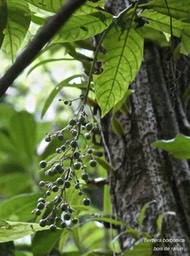 Bertiera borbonica.bois de raisin.rubiaceae. endémique Réunion .P1780325