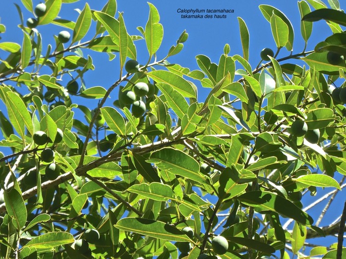Calophyllum tacamahaca. takamaka des hauts .(avec fruits) clusiaceae.endémique Réunion Maurce.P1780568