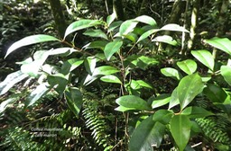 Coffea mauritiana .café marron.rubiaceae.endémique Réunion Maurice.P1780316