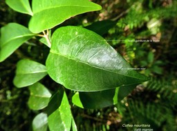 Coffea mauritiana.café marron.(domaties en relief sur la face supérieure de la feuille)rubiaceae.endémique Réunion Maurice. P1780314