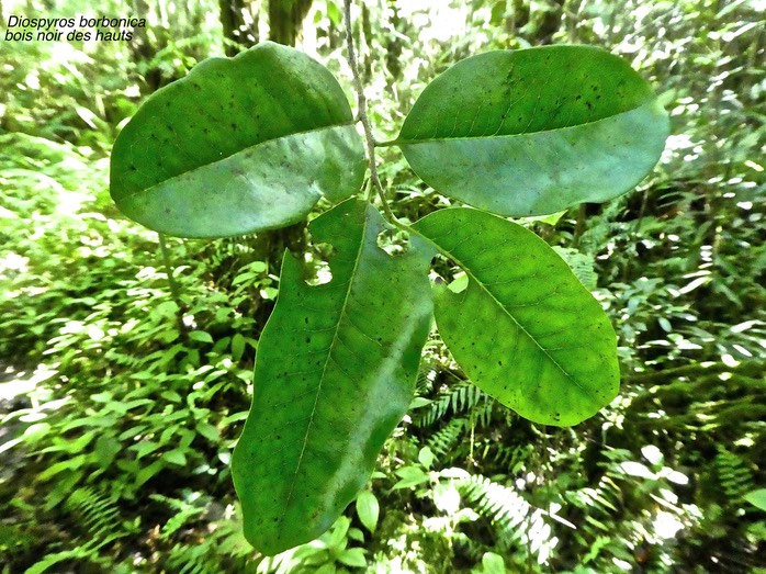 Diospyros borbonica .bois noir des hauts.ebenaceae.endémique Réunion.P1780523