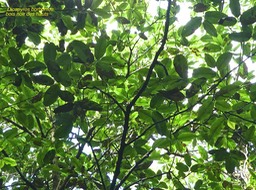 Diospyros borbonica.bois noir des hauts.enenaceae.endémique Réunion.P1780397