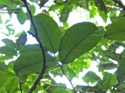 Diospyros borbonica.bois noir des hauts.ebenaceae.endémique Réunion.P1780398
