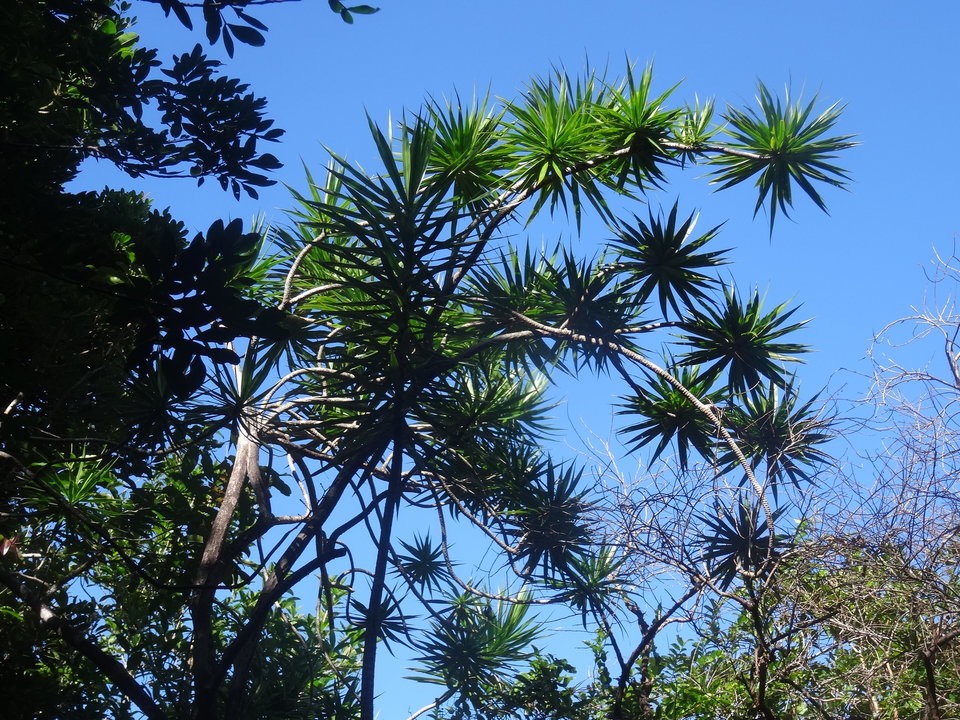 Dracaena reflexa - Bois de chandelle - ASPARAGACEAE - Indigène Réunion - DSC01262