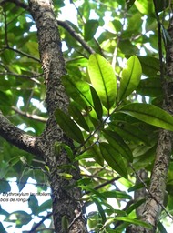 Erythroxylum laurifolium. bois de rongue.erythroxylaceae. endémique Réunion Maurice.P1780352
