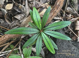 Erythroxylum laurifolium.bois de rongue.(jeune plant) erythroxylaceae.endémique Réunion Maurice .P1780194