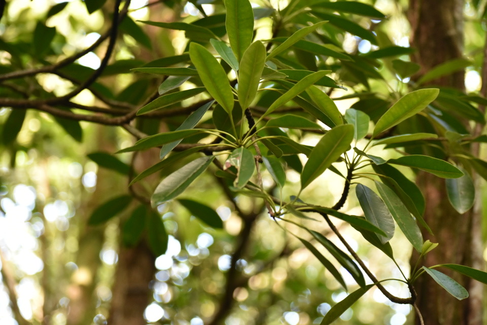 Labourdonnaisia calophyllioides - Petit natte (pétiole presqu'aussi long que les feuilles) - SAPOTACEAE - Endémique Réunion, Maurice -  MAB_7496