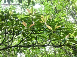 Labourdonnaisia calophylloides. petit natte.sapotaceae.endémique Réuion Maurice.P1780335