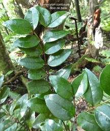 Memecylon confusum. bois de balai.melastomataceae.endémique Réunion .P1780174