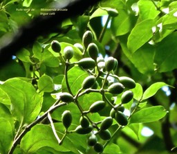 Mussaenda arcuata. lingue café.(fruits verts )rubiaceae. indigène Réunion .P1780346