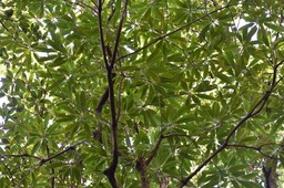 Ochrosia borbonica - Bois jaune - APOCYNACEAE - Endémique Réunion, Maurice - MAB_7498