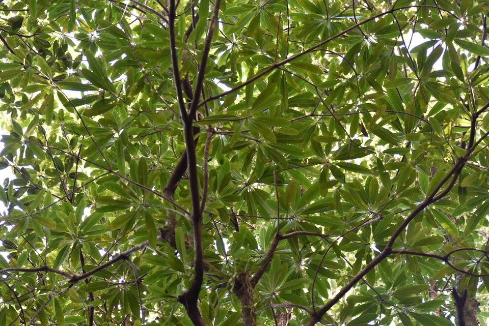 Ochrosia borbonica - Bois jaune - APOCYNACEAE - Endémique Réunion, Maurice - MAB_7498