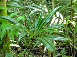Ochrosia borbonica .bois jaune.( jeune pousse) apocynaceae.endémique Réunion Maurice. P1780404