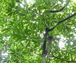 Ochrosia borbonica .bois jaune .apocynaceae.endémique Réunion Maurice.P1780405