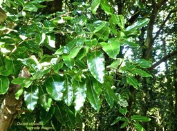 Ocotea obtusata .cannelle marron.lauraceae.endémique Réunion Maurice.P1780101