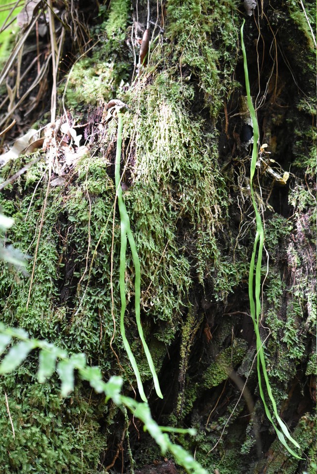 Ophioglossum pendulum - Fougère ruban - OPHIOGLOSSACEAE - Indigène Réunion - MAB_7485