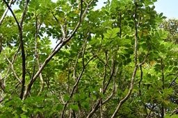Polyscias repanda - Bois de papaye - ARALIACEAE - Endémique Réunion - MAB_7492