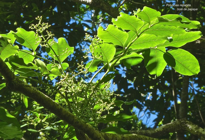 Polyscias repanda.bois de papaye.araliaceae.endémique Réunion.P1780541