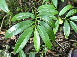 Procris pedunculata. urticaceae. indigène Réunion .P1780301