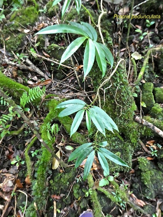 Procris pedunculata.urticaceae.indigène Réunion.P1780283