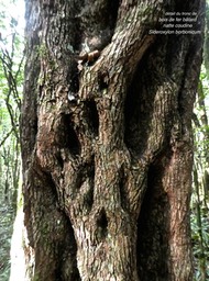 Sideroxylon borbonicum .Bois de fer bâtard. natte coudine .(détail du tronc ) sapotaceae.endémique Réunion. P1780269
