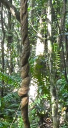 Strongylodon siderospermum . Strongylodon lucidus. liane cadoque. fabaceae.indigène Réunion .P1780131