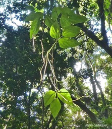 Strongylodon siderospermum Cordem .Strongylodon lucidus (G Forst) Seem.liane cadoque.fabaceae.indigène Réunion.P1780138