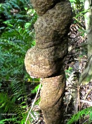 Strongylodon siderospermum cordem. Strongylodon lucidus (G.Forst.)Seem . liane cadoque. fabaceae. indigène Réunion .P1780132 2