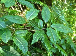 Tabernaemontana mauritiana .bois de lait.apocynaceae.endémique Réunion Maurice. P1780575