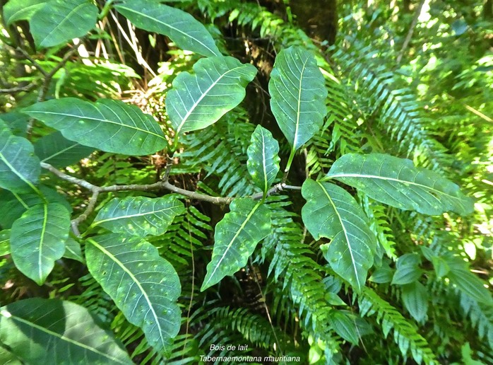 Tabernaemontana mauritiana .bois de lait.apocynaceae.endémique Réunion Maurice. P1780575