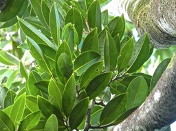 Xylopia rchardii .bois de banane.annonaceae.endémique Réunion Maurice.P1780375