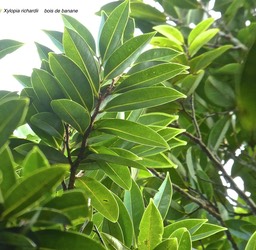 Xylopia richardii.bois de banane. annonaceae.endémique Réunion.P1780380