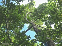 Xylopia richardii.bois de banane. annonaceae. endémique Réunion Maurice.P1780378