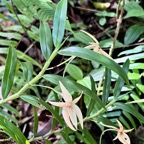 Angraecum mauritianum.faham bâtard.orchidaceae.endémique Madagascar Mascareignes..jpeg