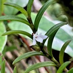 Angraecum pectinatum. ( avec fleur et fruit ) .orchidaceae.endémique Madagascar Comores Mascareignes..jpeg
