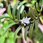 Angraecum pectinatum.orchidaceae.endémique Madagascar Comores Mascareignes..jpeg