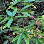 Bertiera borbonica  Bois de raisin. rubiaceae.endémique Réunion. (1).jpeg