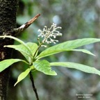 Bertiera borbonica  Bois de raisin. rubiaceae.endémique Réunion. (2).jpeg