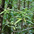 Bertiera borbonica  Bois de raisin. rubiaceae.endémique Réunion..jpeg
