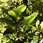 Calophyllum tacamahaca .takamaka.takamaka des hauts.clusiaceae .endémique Réunion Maurice.jpeg