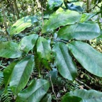 Diospyros borbonica .bois noir des hauts.ebenaceae.endémique Réunion..jpeg