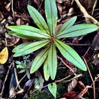 Erythroxylum laurifolium.bois de rongue.jeune plant . .erythroxylaceae.endémique Réunion Maurice..jpeg