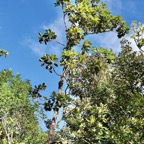 Homalium paniculatum. Corce blanc .bois de bassin.( au centre ) salicaceae.endémique Réunion Maurice..jpeg