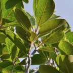 Homalium paniculatum. Corce blanc .bois de bassin.salicaceae.endémique Réunion Maurice..jpeg